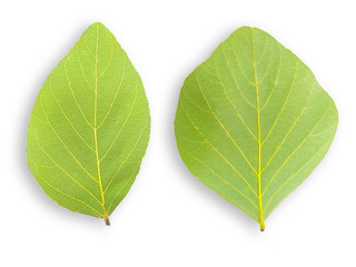 Two green leaves on a white background.Clipping Path