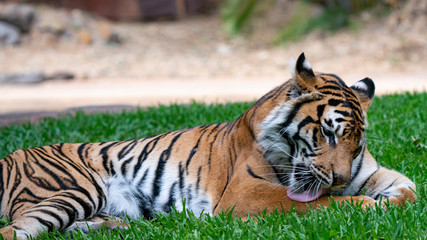 Fototapeta na wymiar Sumatran tiger laying on grass licking itself full body shot