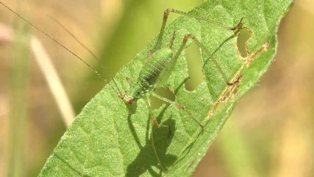 Grasshopper, katydids nymph sitting on a green leaf in summer forest in meadow. View macro insect in wildlife