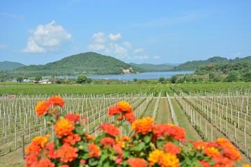 poppy field of red poppies