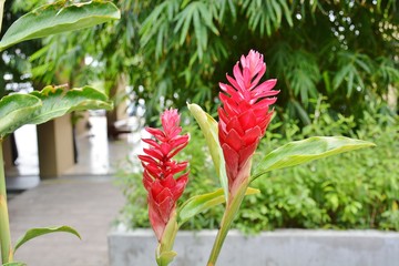 flowers in the garden