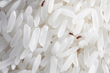 A close up look of Saw-toothed grain beetle that live in raw rice