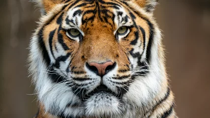 Fotobehang Sumatran tiger looking directly at camera head shot © Steve Munro