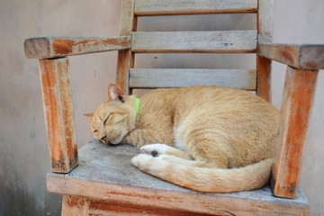 cat sleeping on sofa