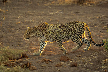 Stalking Leopard