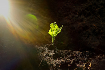 young plant growing out of soil