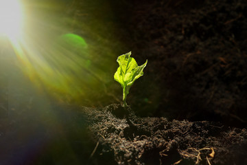 green leaves of tree