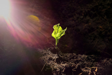young plant in soil