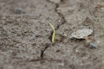 A new green young sprout of gladiolus makes its way through a solid layer of soil, a new life, a crack in the ground, macro photography.