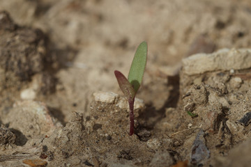 Young beet sprout grows in the garden in early spring, close-up.