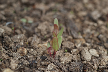 Young beet sprout grows in the garden in early spring, close-up.