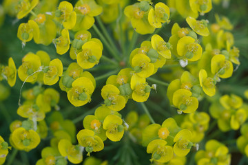 Gopher Spurge Flower - Euphorbia rigida. Bundle of bright yellow flowers of milkweed. Spring or...