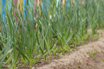 Green garlic grows on a bed in early spring in the garden.