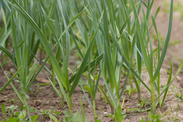 Green garlic grows on a bed in early spring in the garden.