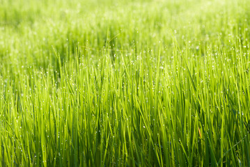 Rice fields and bokeh