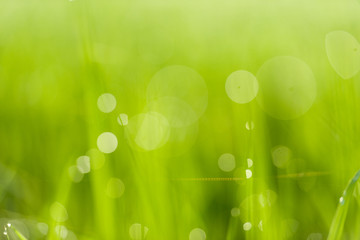 Fototapeta premium Rice fields and bokeh