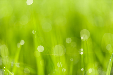 Fototapeta premium Rice fields and bokeh