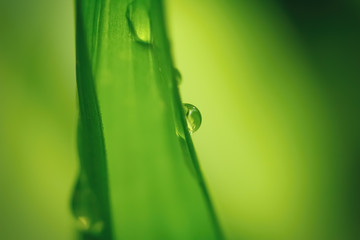 Macro of a water drop on a leaf with a green background. Natural environment