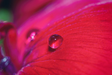Macro of several water drops in a red flower. Natural environment