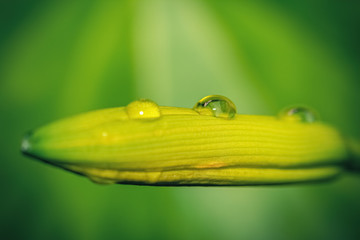 Macro of water drop on an unopened flower. Natural environment