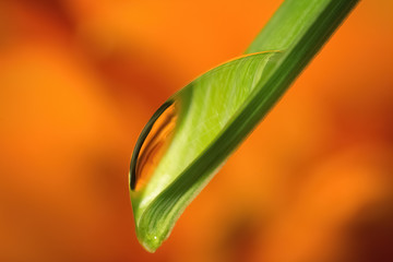 Macro of water drop on a leaf with orange background out of focus