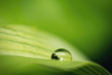 Water drop macro in a green leaf. Natural environment