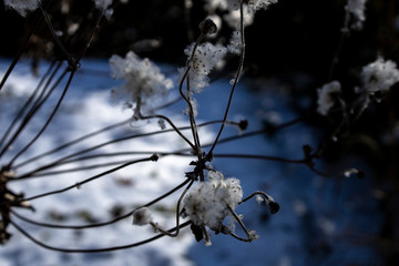 Pretty winter flower in a garden surrounded by snow