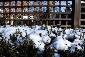 Snow on bushes with a fence behind