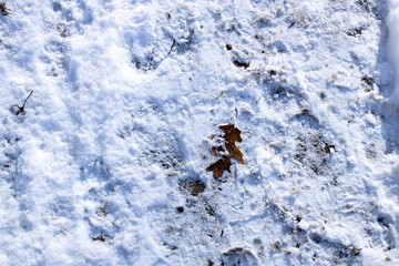 Leaf on trampled snow