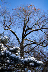 Naked tree in the midst of winter