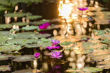 Red lotus in the natural pool