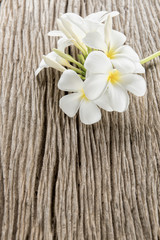 white crocus flowers on wooden background
