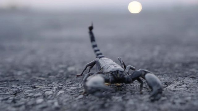 A scorpion walking on an asphalt road, low point of view
