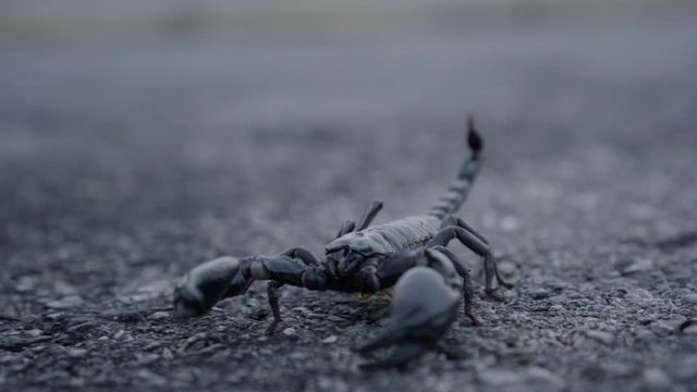 A scorpion walking on an asphalt road