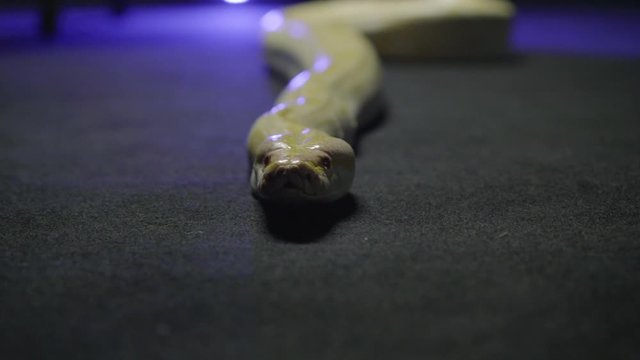 A white python creeping against the camera and hissing