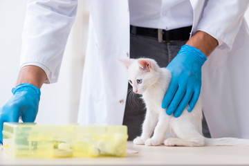 Young male doctor examining sick cat