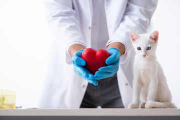 Young male doctor examining sick cat