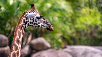 Baby giraffe headshot profile