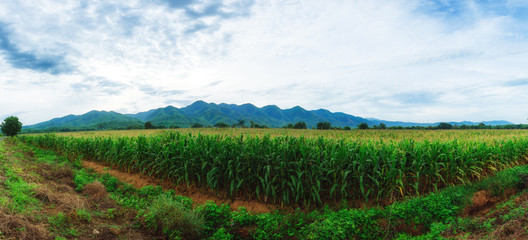Cornola farm in Panola