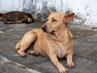 The portrait of stray dog looking away and resting on footpath