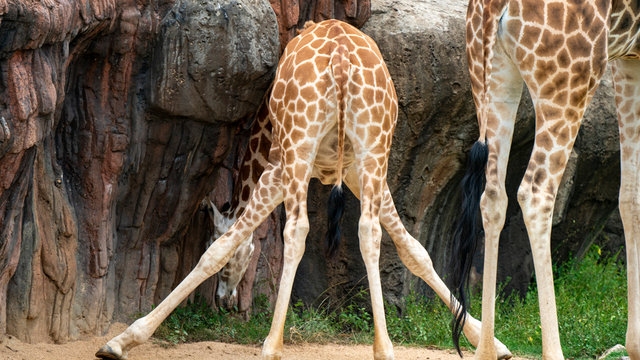 Baby giraffe with legs splayed to get to food