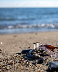 Frozen leaf on the beach