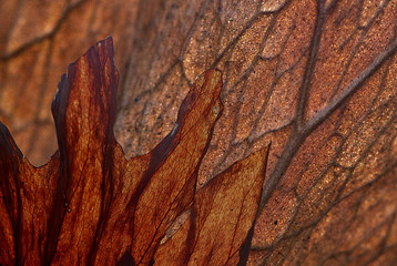A macro composite image, of one dead leaf of a Staghorn(Platycerium grande) fern in front of...