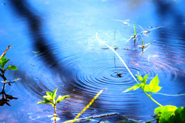 Insects that swim in the water reflected the beautiful view