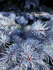 Naklejka na ściany i meble Winter christmas background. Blurry pine branches close-up, New Year's blurry lights, snowflakes