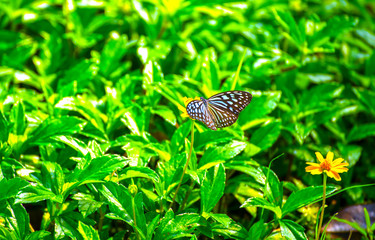 Butterflies on the island twigs , drinking nectar from flowersof the morning look beautiful