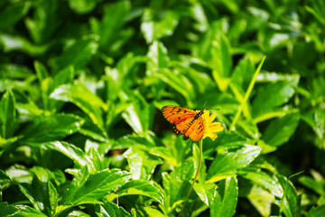 Butterflies on the island twigs , drinking nectar from flowersof the morning look beautiful