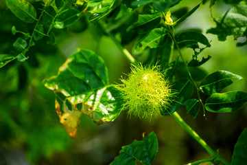 The flowers that bloom in early