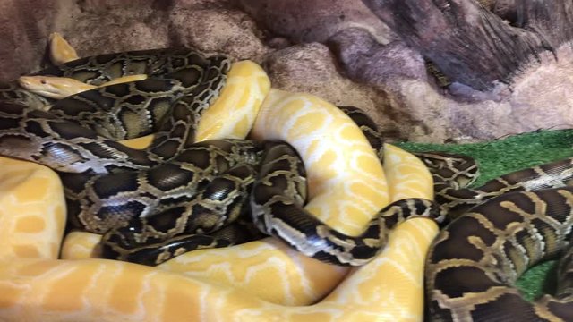 Sliding camera goes from one python to two others, python reticulatus, one albino