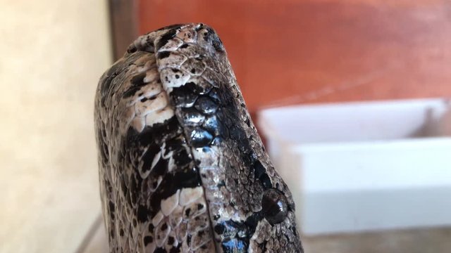 Python piton reticulada face inside aquarium